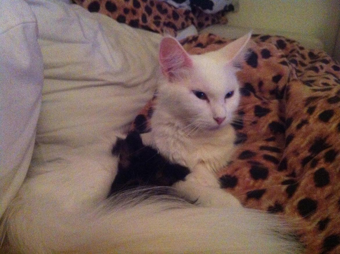 Maine Coon Duchess billede 8