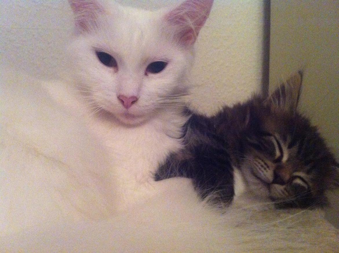 Maine Coon Duchess billede 9