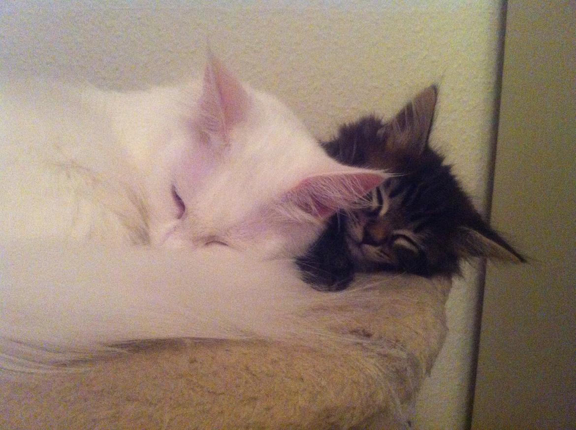 Maine Coon Duchess billede 10