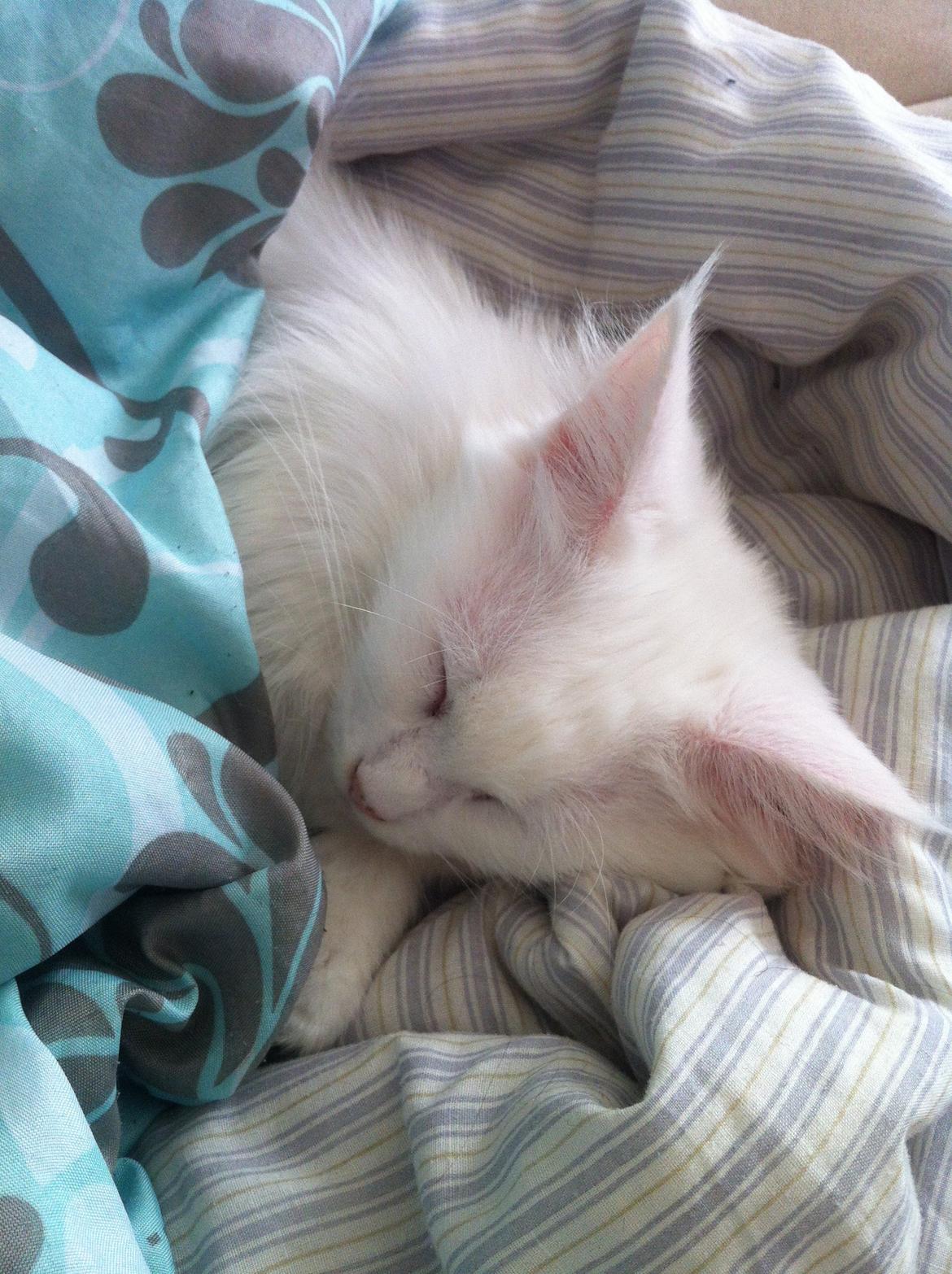 Maine Coon Duchess billede 11