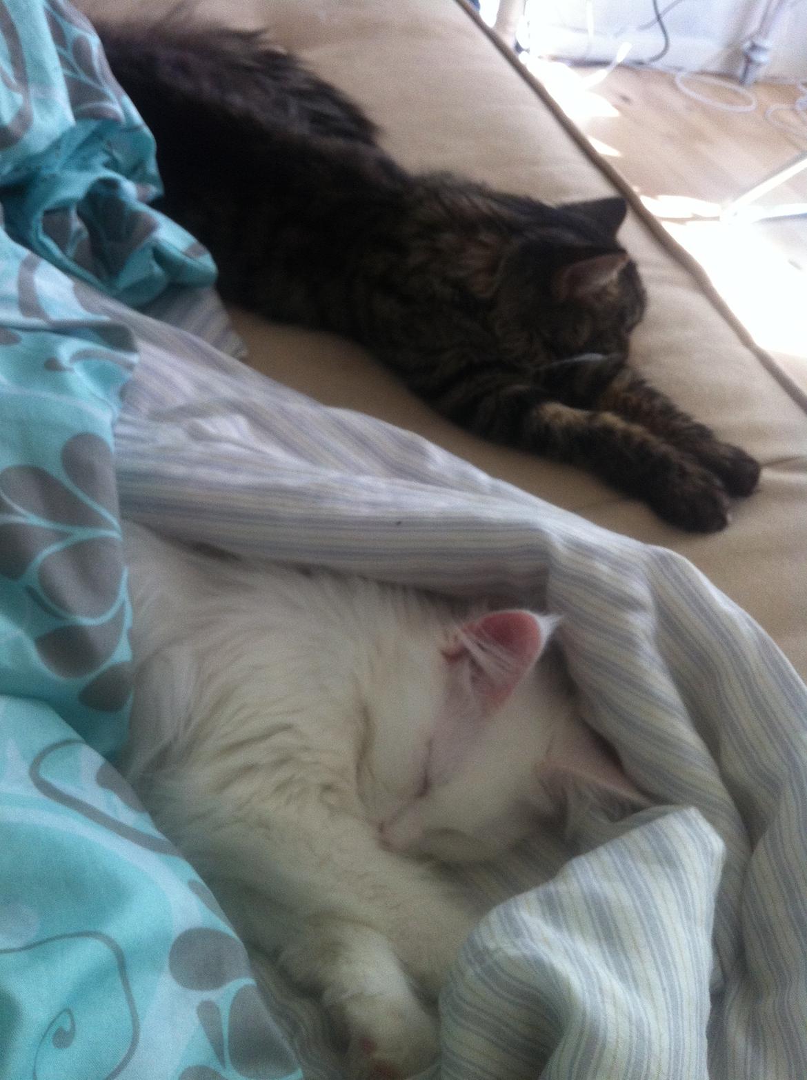 Maine Coon Duchess billede 12