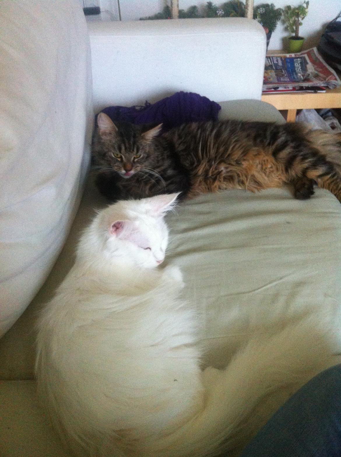 Maine Coon Duchess billede 13