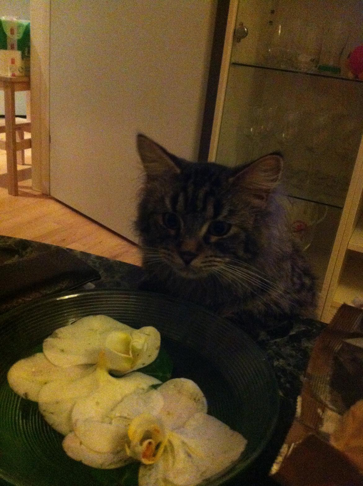 Blanding af racer Pixie billede 17