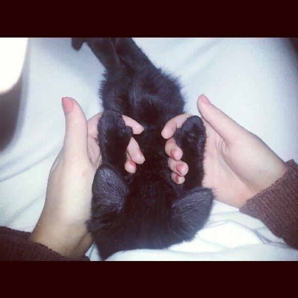 Huskat Silva billede 13