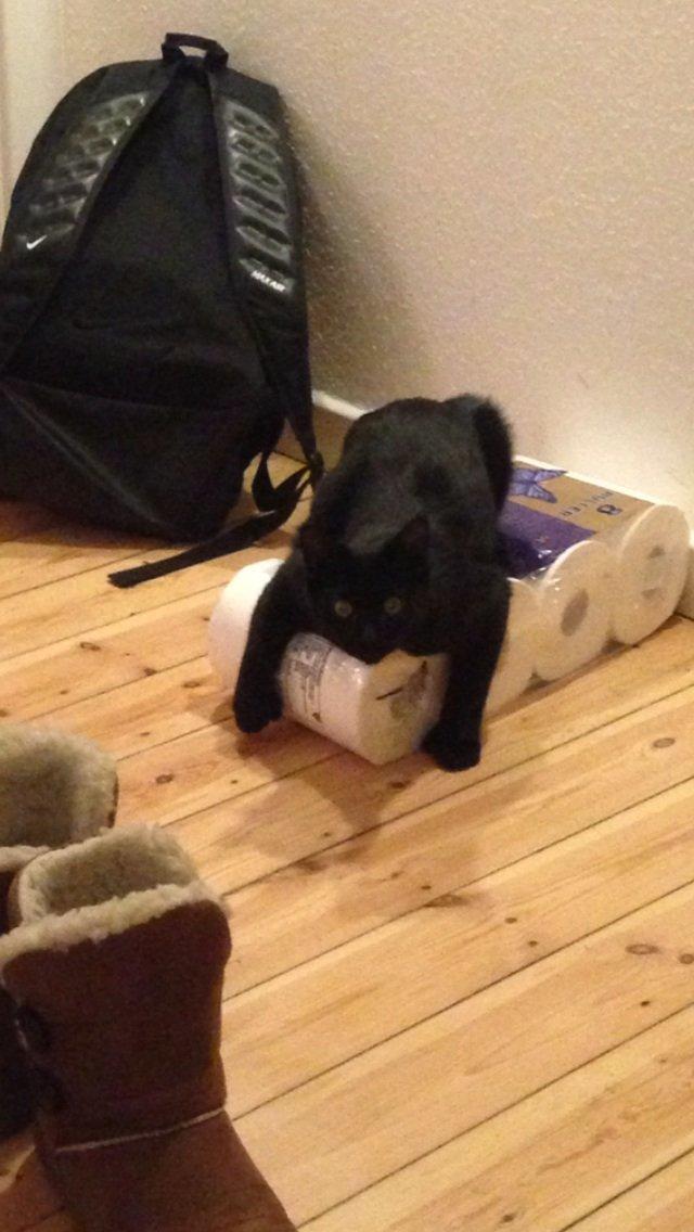 Huskat Silva billede 12