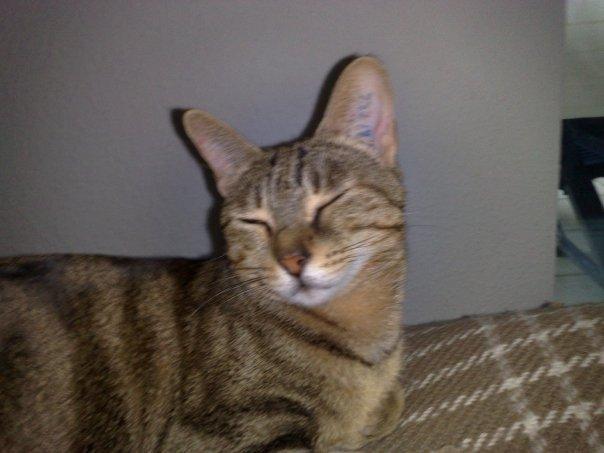 Sokoke Uluzi billede 3