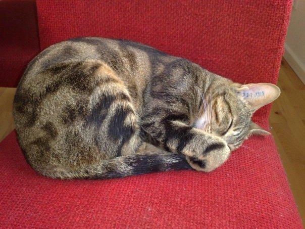 Sokoke Uluzi billede 4