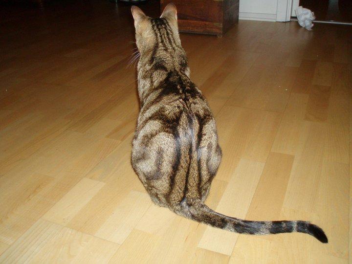 Sokoke Uluzi billede 5