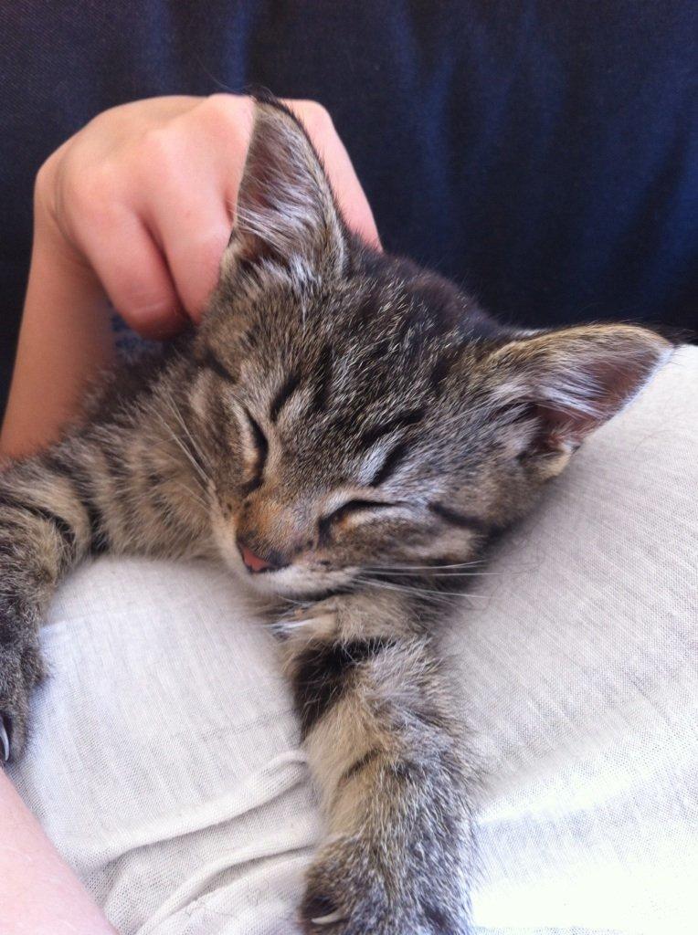 Blanding af racer Bailey billede 14