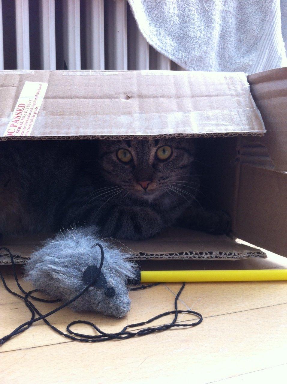 Blanding af racer Bailey billede 15