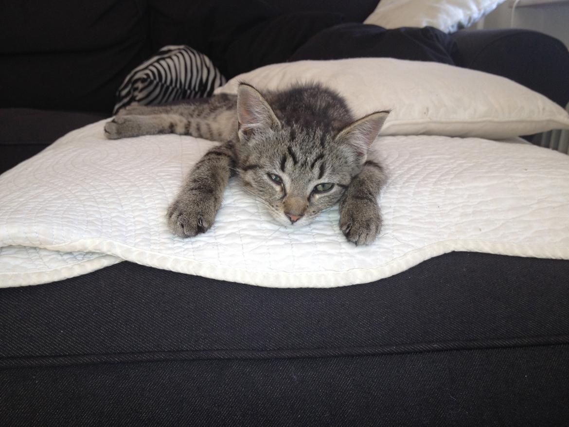 Blanding af racer Bailey billede 16