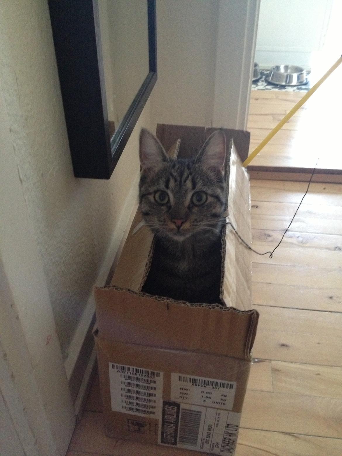 Blanding af racer Bailey billede 17