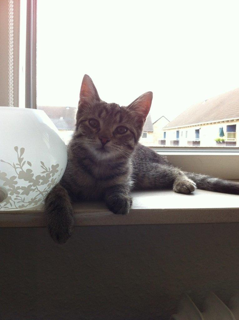 Blanding af racer Bailey billede 18