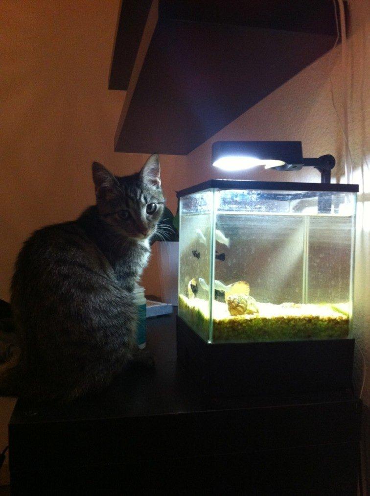 Blanding af racer Bailey billede 19