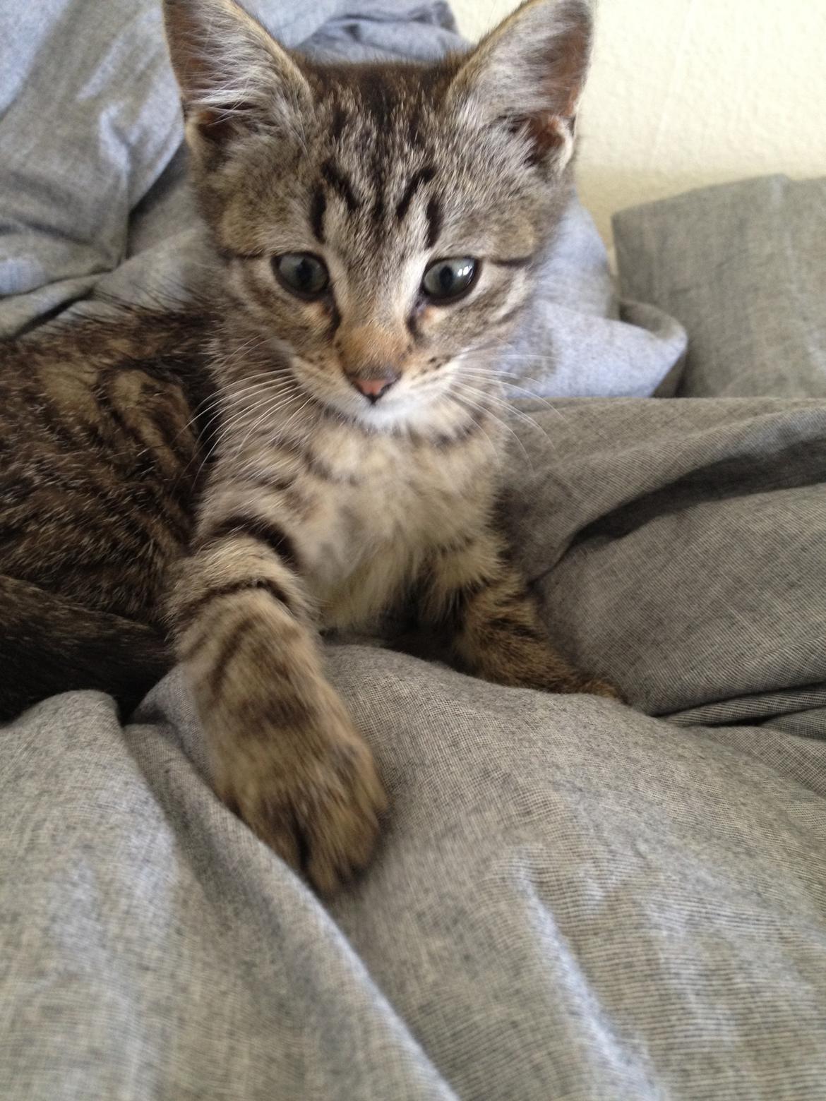 Blanding af racer Bailey billede 20