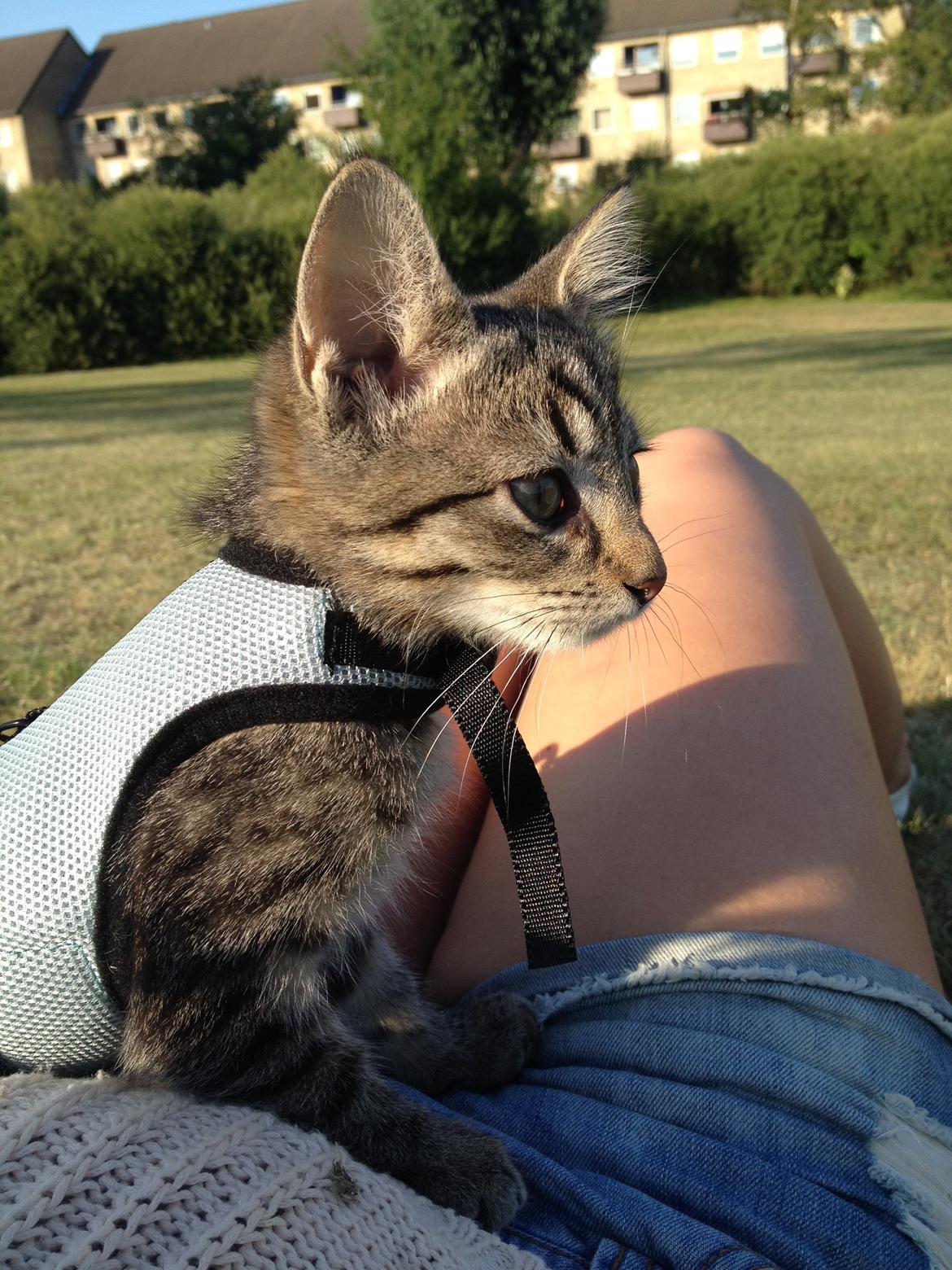 Blanding af racer Bailey billede 21