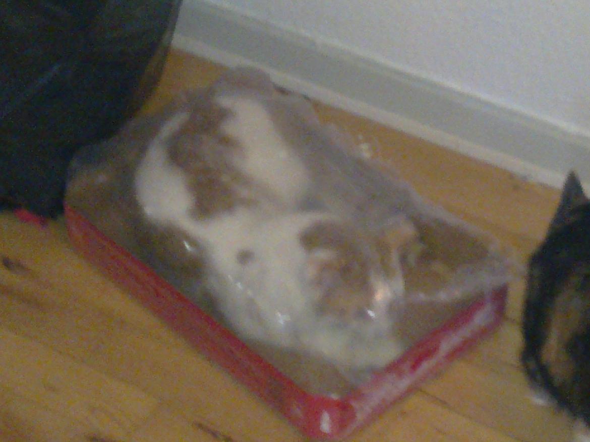 Huskat Nemo billede 3