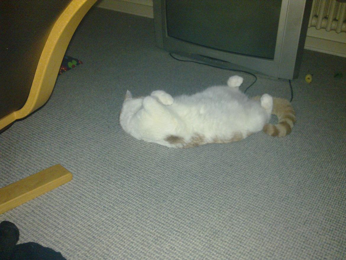 Huskat Nemo billede 5