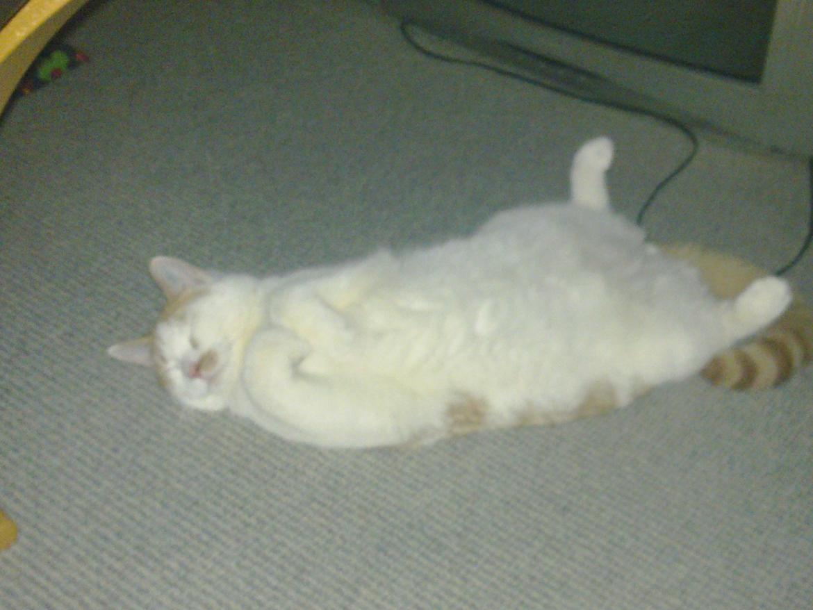 Huskat Nemo billede 6