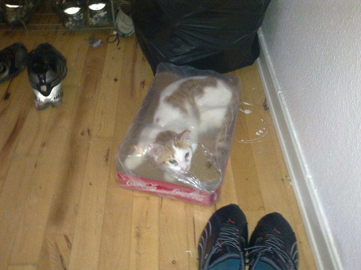 Huskat Nemo billede 4