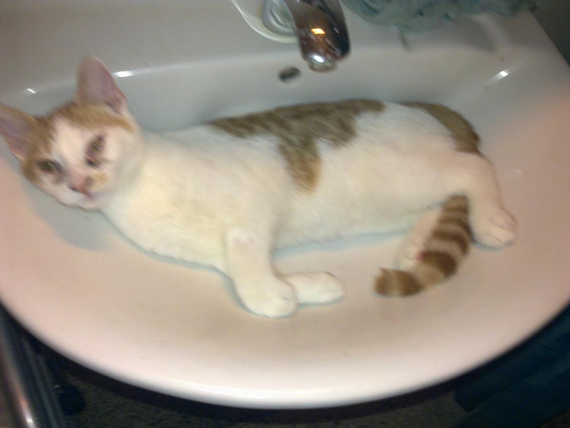 Huskat Nemo billede 1