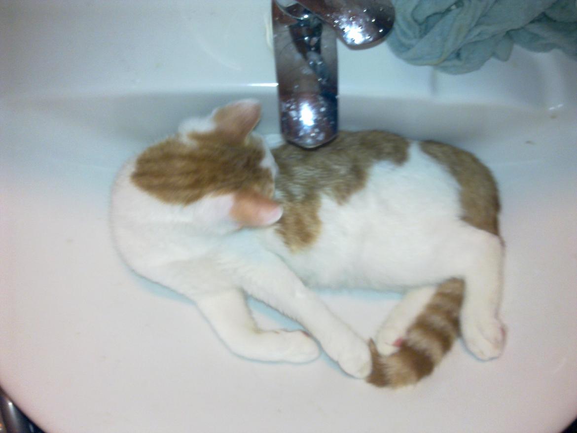 Huskat Nemo billede 7