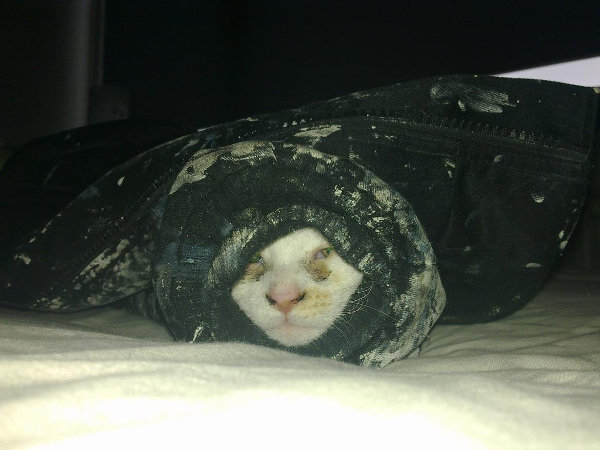 Huskat Nemo billede 8