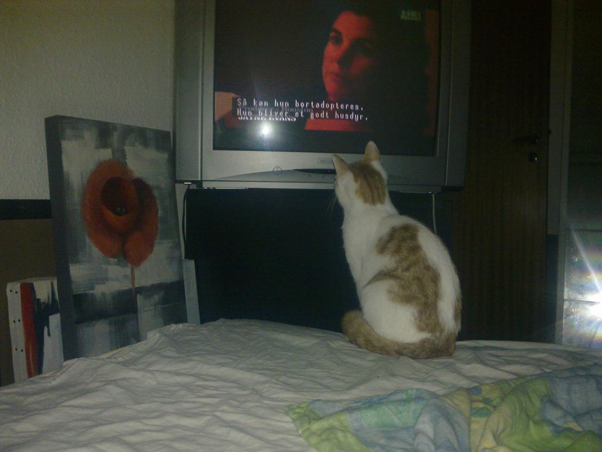 Huskat Nemo billede 9