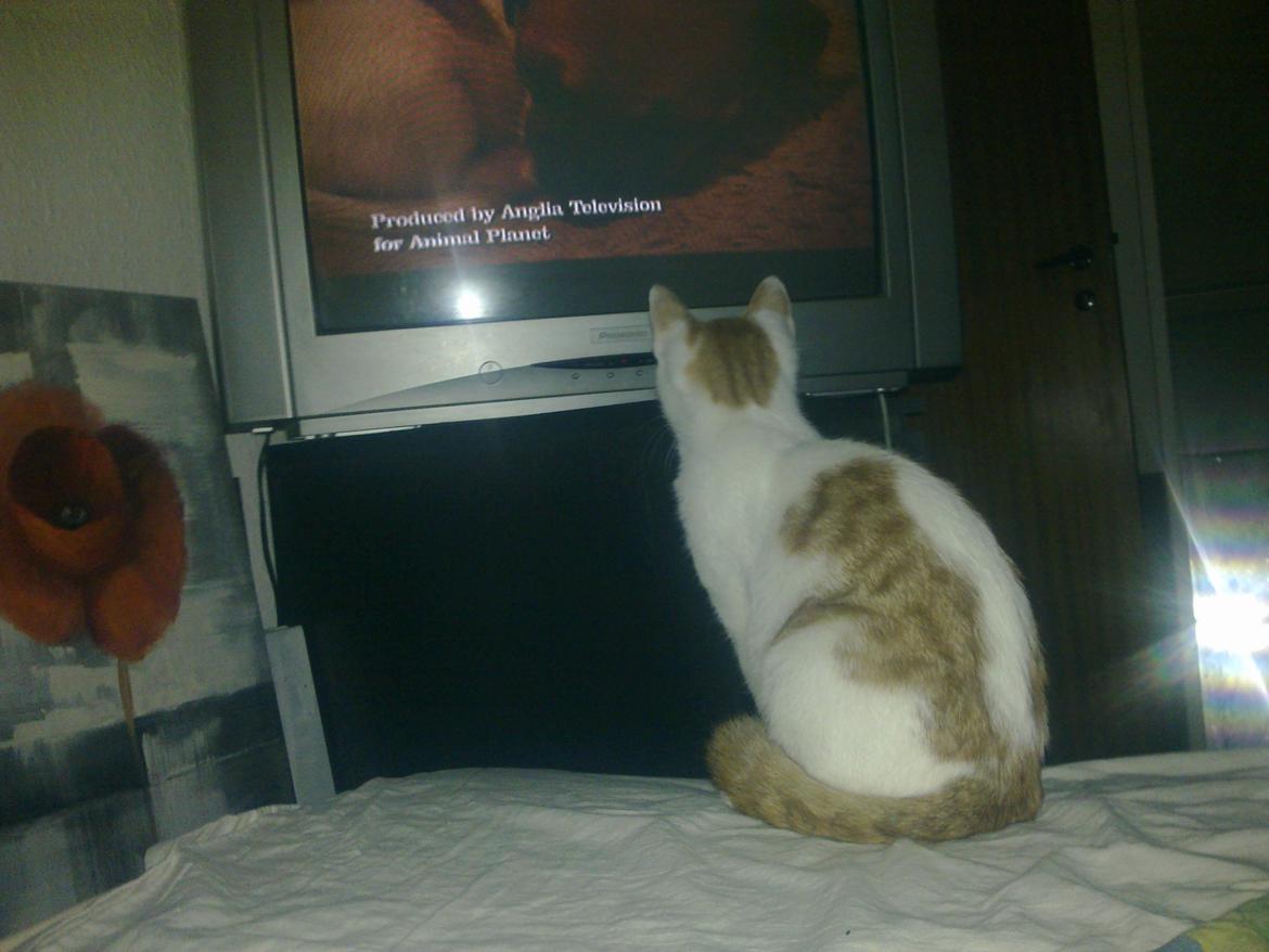 Huskat Nemo billede 10