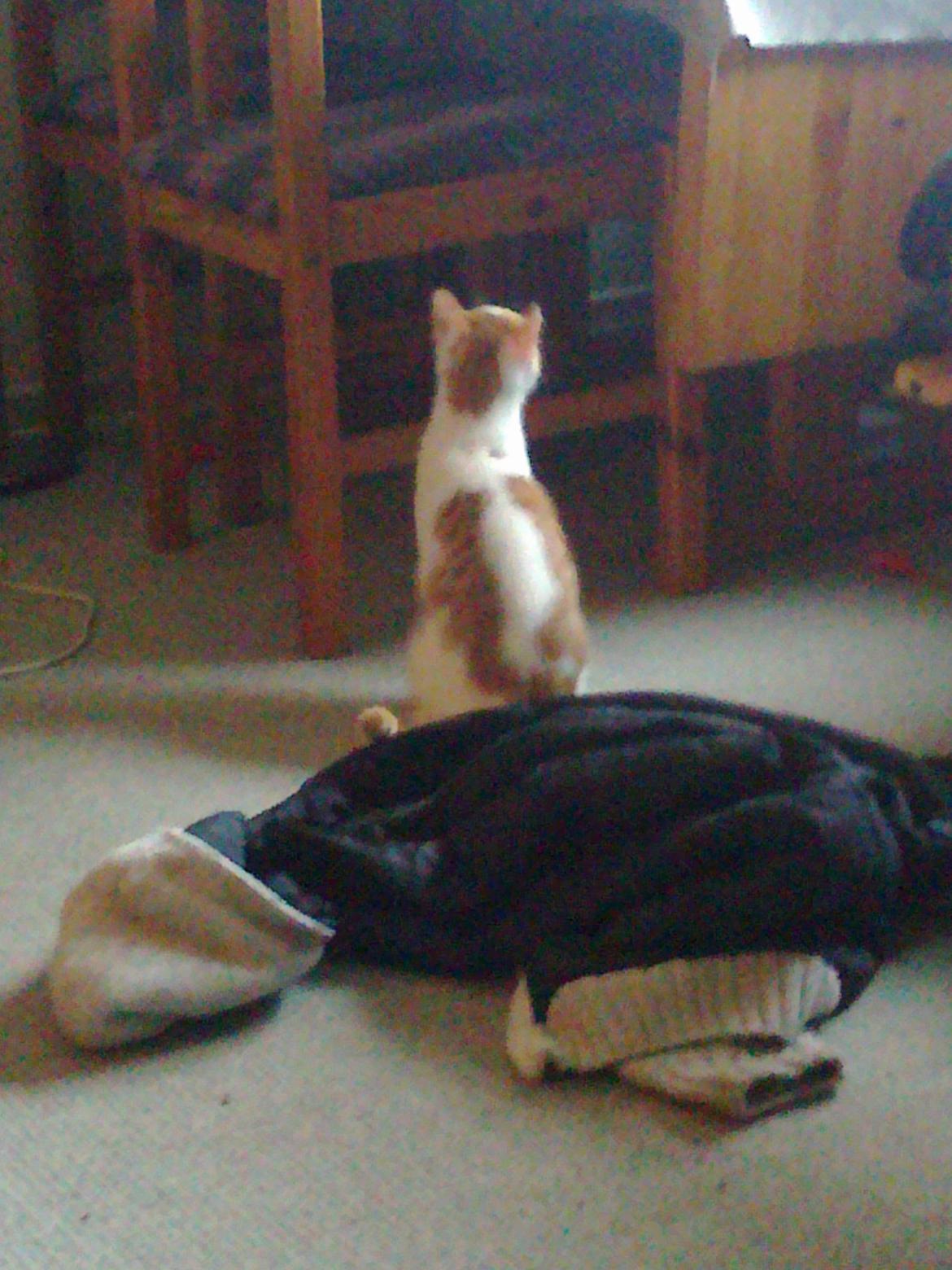 Huskat Nemo billede 11