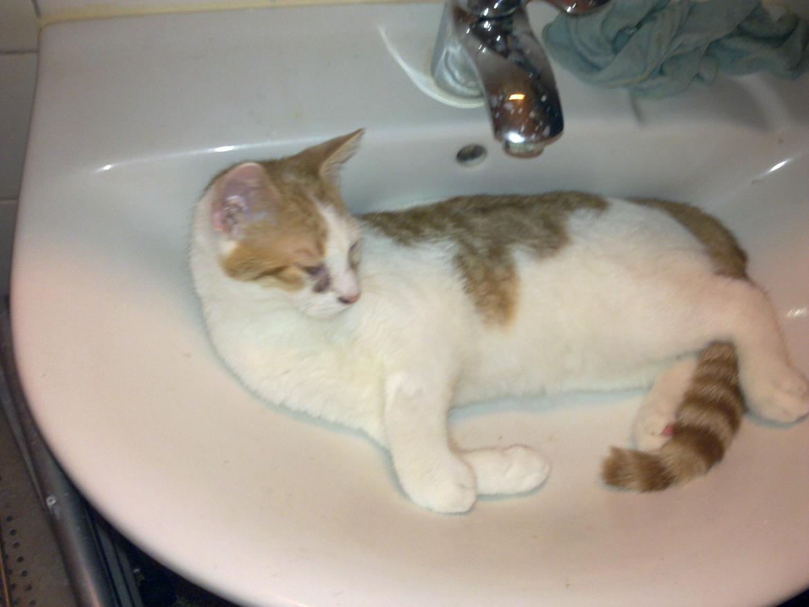 Huskat Nemo billede 2