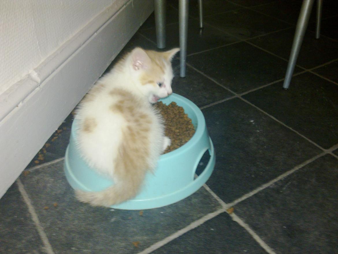 Huskat Nemo billede 12