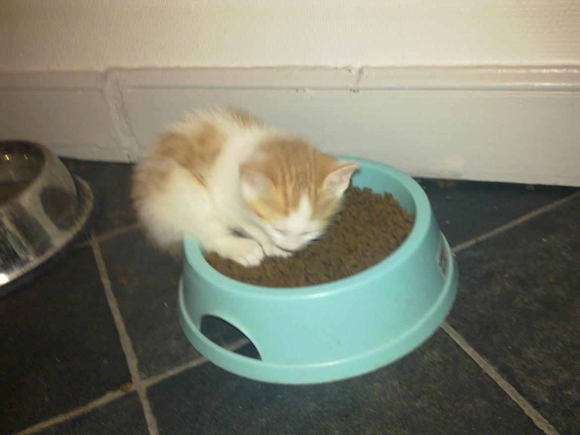 Huskat Nemo billede 13