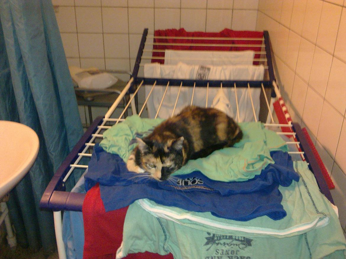 Huskat Bodil Kjær billede 2