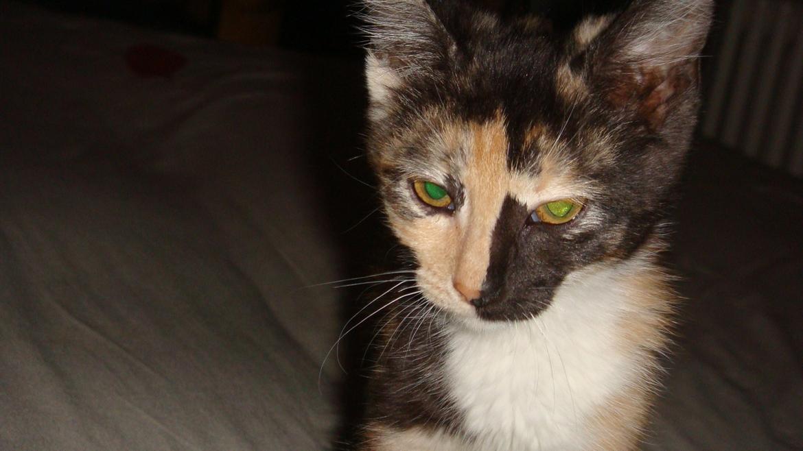 Huskat Bodil Kjær billede 1