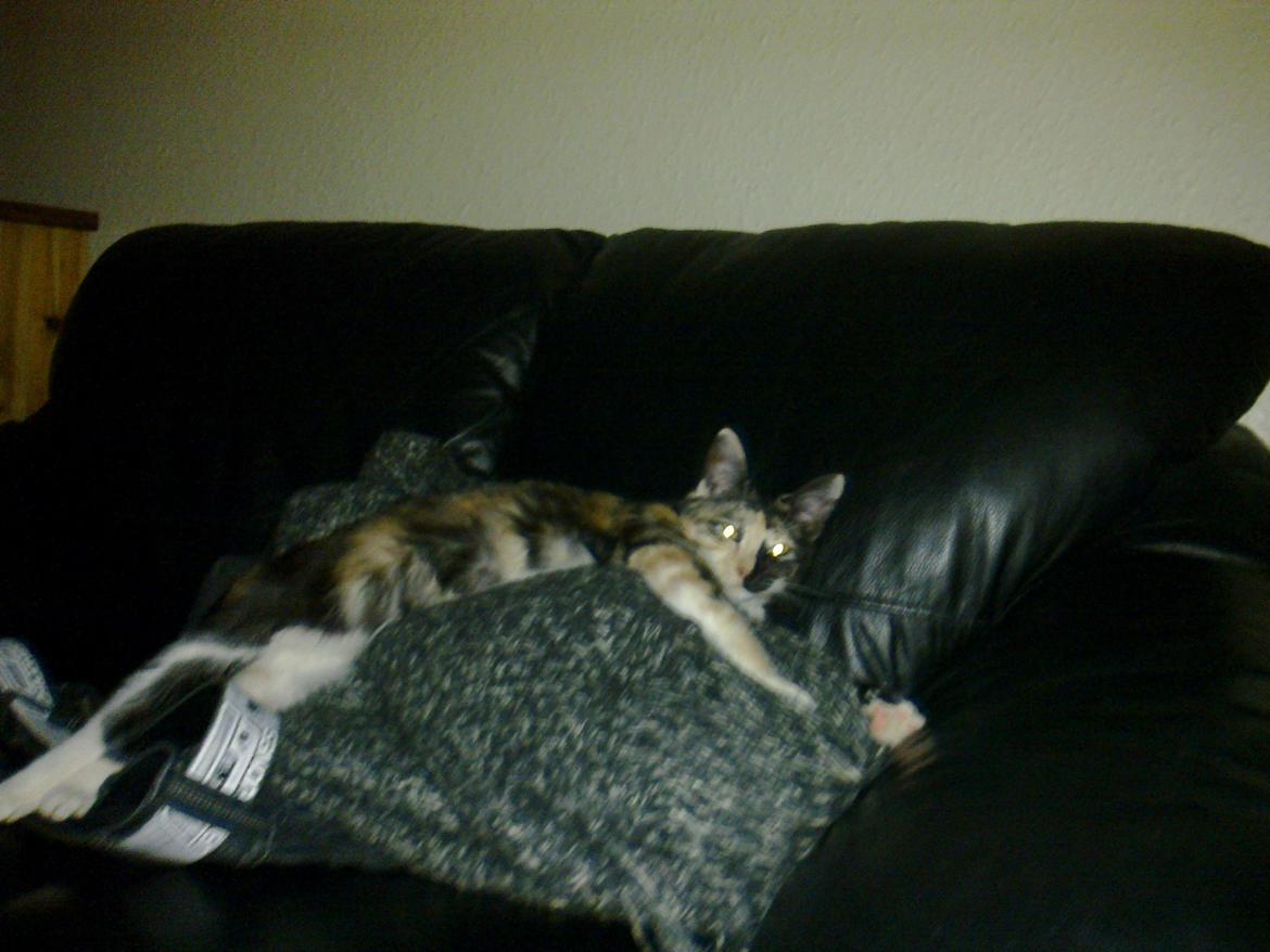 Huskat Bodil Kjær billede 7