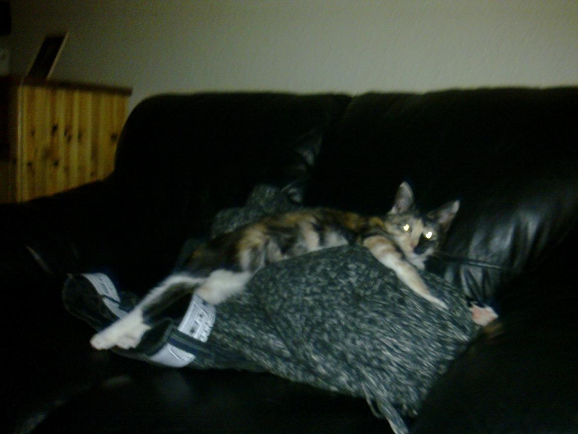 Huskat Bodil Kjær billede 8