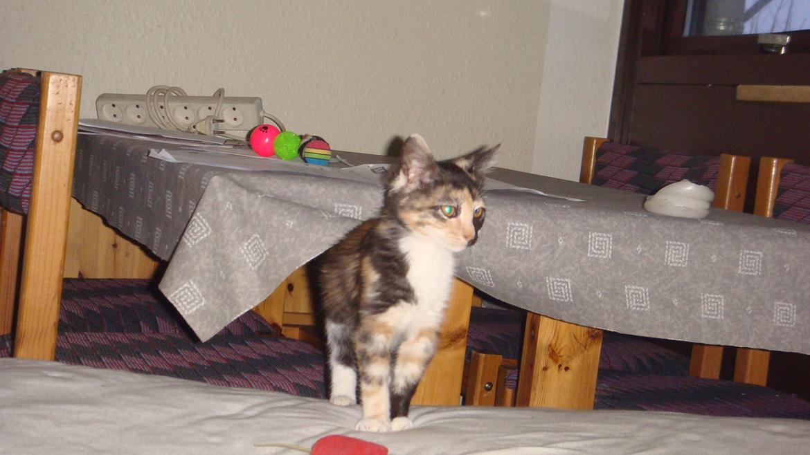 Huskat Bodil Kjær billede 9