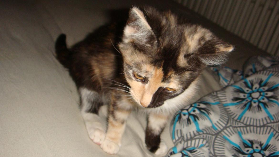 Huskat Bodil Kjær billede 10