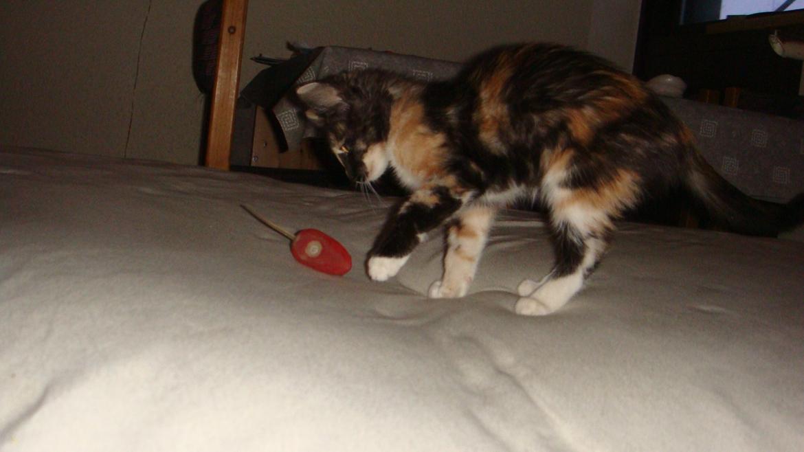 Huskat Bodil Kjær billede 12