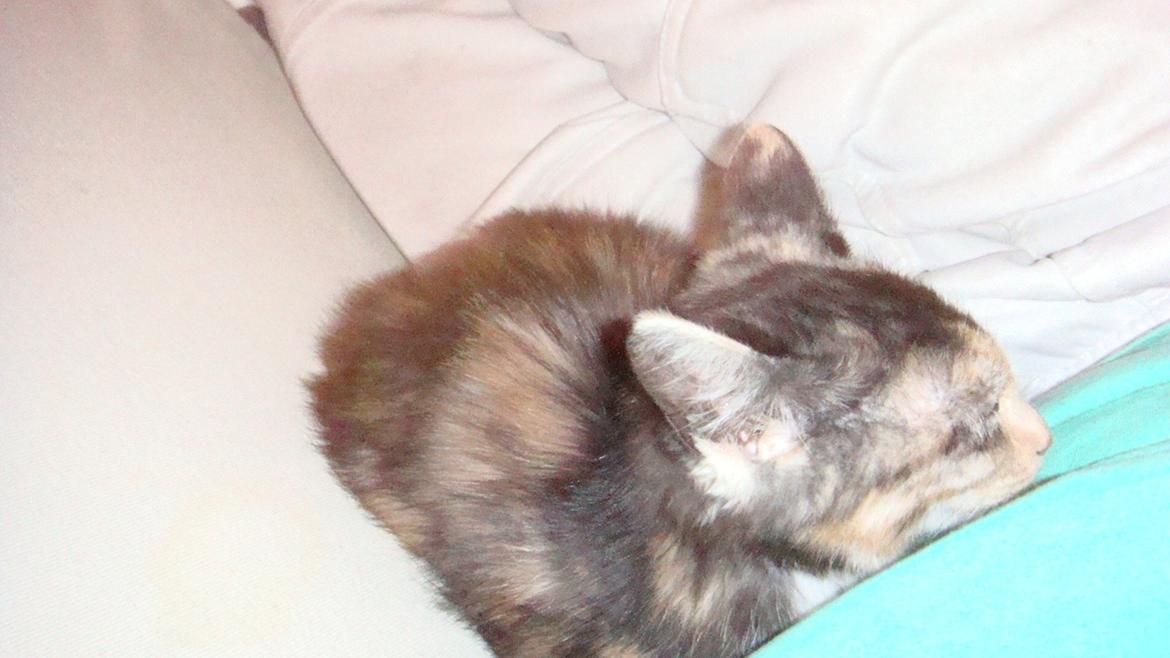 Huskat Bodil Kjær billede 5