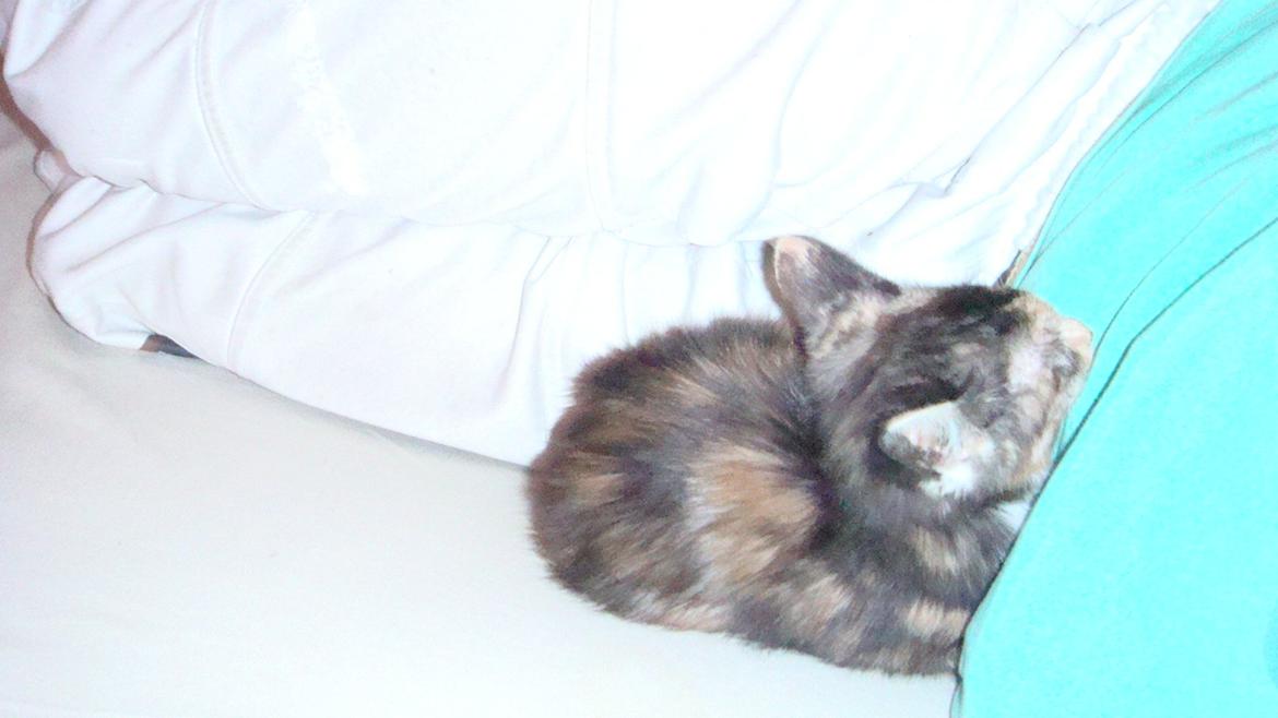 Huskat Bodil Kjær billede 6