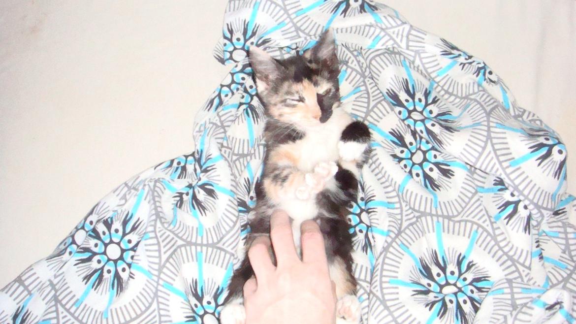 Huskat Bodil Kjær billede 13