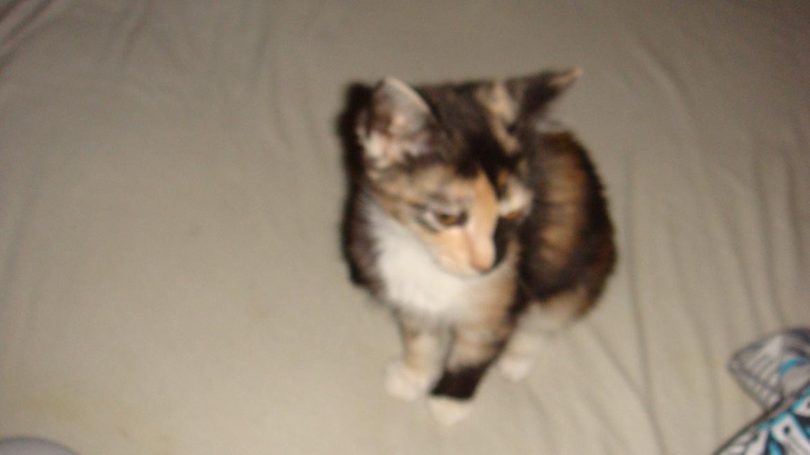 Huskat Bodil Kjær billede 14