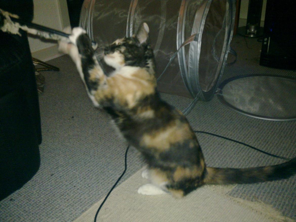 Huskat Bodil Kjær billede 15