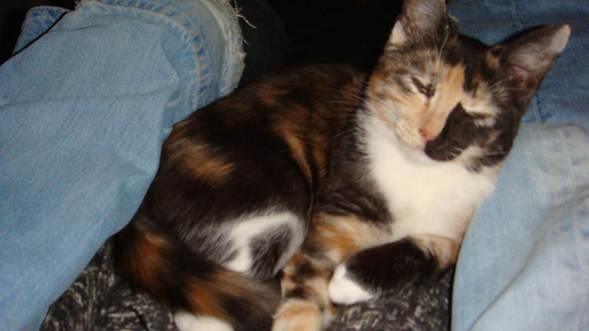 Huskat Bodil Kjær billede 16