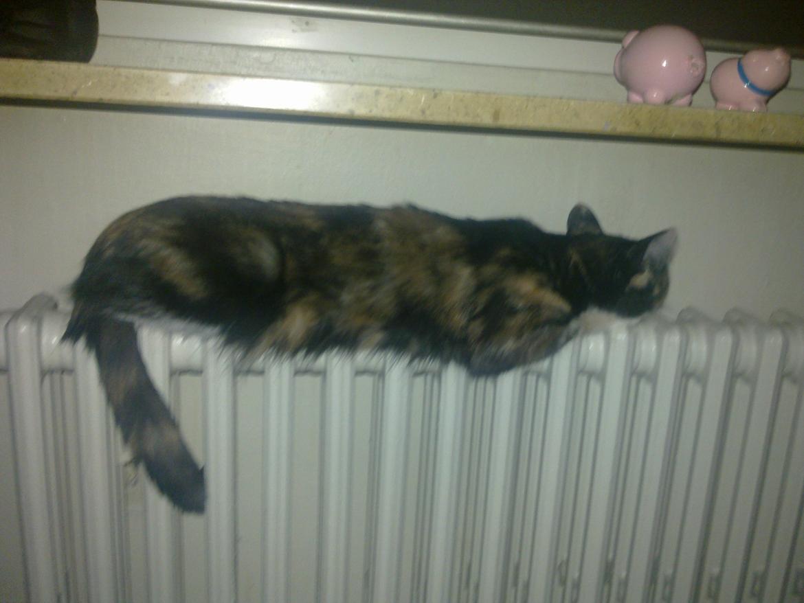 Huskat Bodil Kjær billede 17