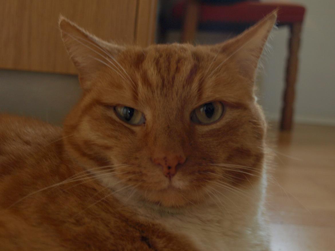 Huskat Pelle - Taget den 24. februar 2013 billede 19