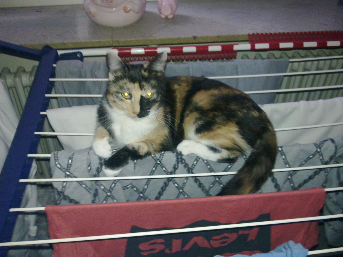 Huskat Bodil Kjær billede 18