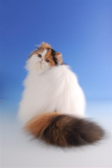 Perser Daisy dk namyslo's lilli Mai  billede 1